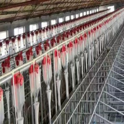 1200頭母豬用102篩盤(pán)料線 60篩盤(pán)料